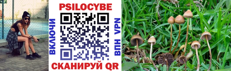 закладка Каргат Псилоцибиновые грибы MAGIC MUSHROOMS